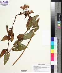 Pluchea foetida image