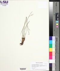 Sisyrinchium atlanticum image