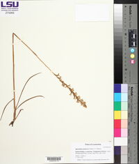 Spiranthes praecox image