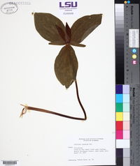 Trillium cuneatum image