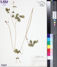 Thalictrum clavatum image