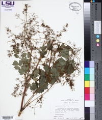 Thalictrum dioicum image