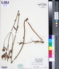 Verbena brasiliensis image