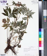 Hydrophyllum virginianum image