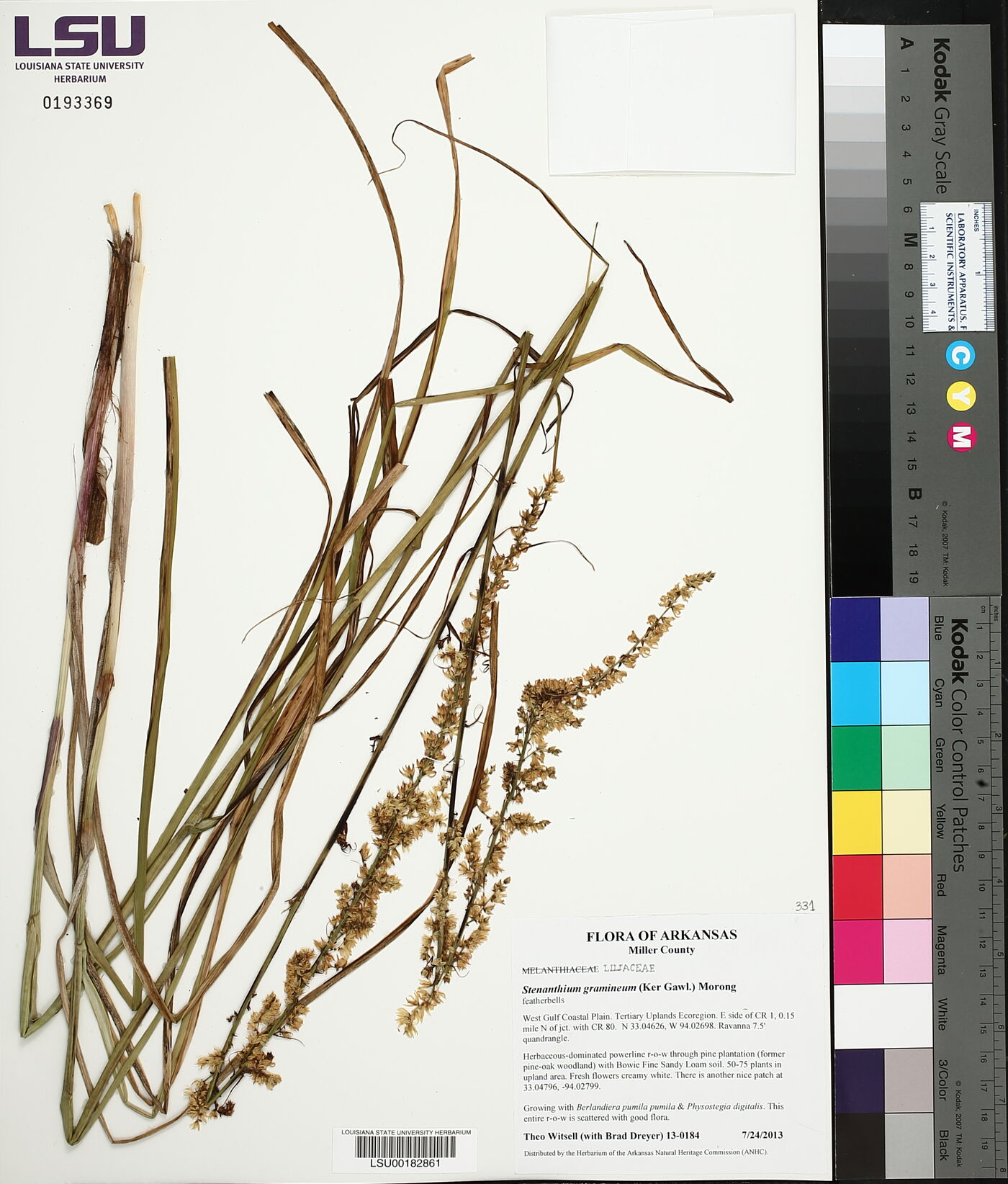 Stenanthium gramineum image