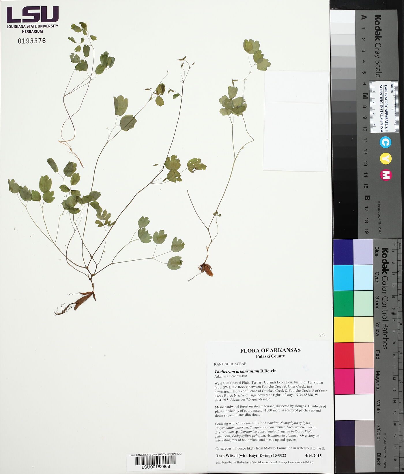 Thalictrum arkansanum image