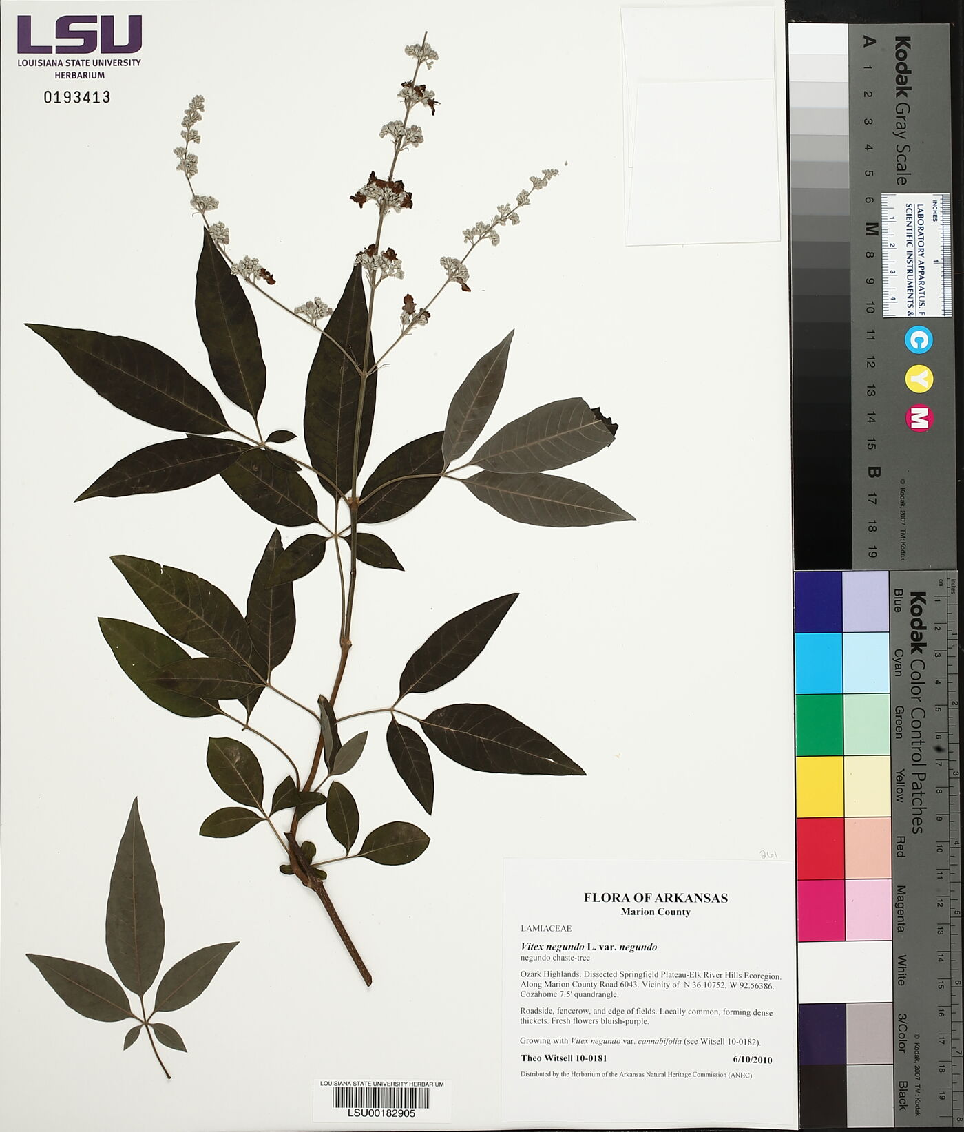 Vitex negundo var. negundo image