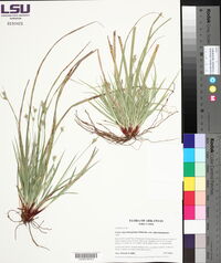 Carex nigromarginata var. nigromarginata image
