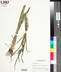 Carex grisea image