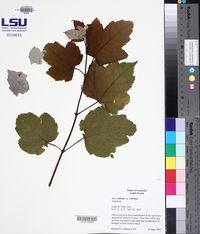 Acer rubrum var. trilobum image