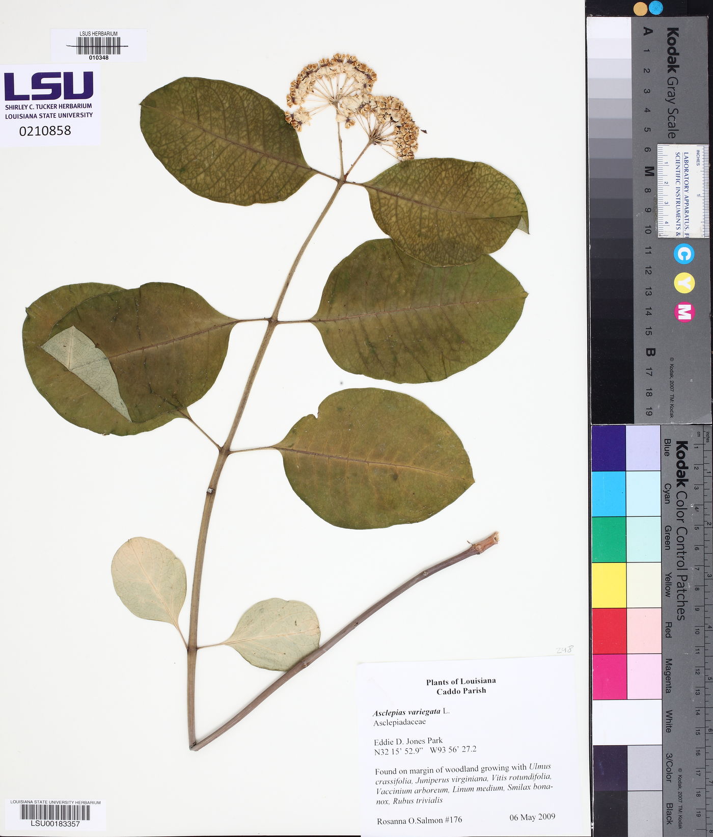 Asclepias variegata image