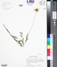 Gaillardia aestivalis image