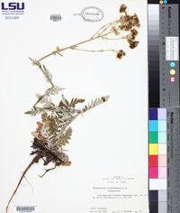 Hymenopappus artemisiaefolius image