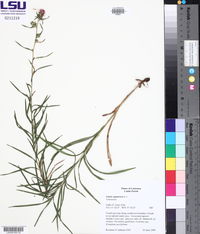 Liatris squarrosa var. squarrosa image