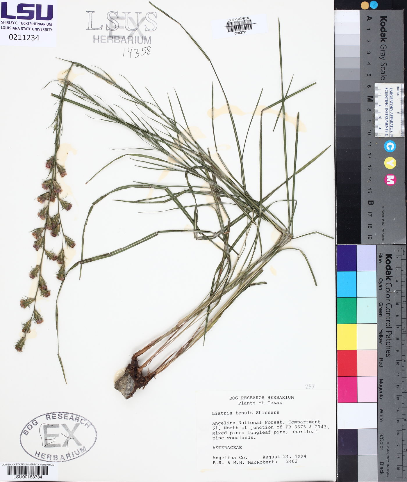 Liatris tenuis image