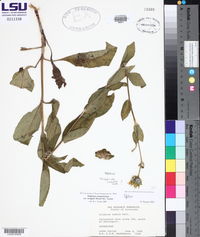 Silphium integrifolium var. wrightii image