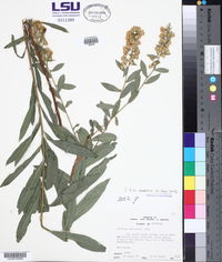 Solidago petiolaris var. angusta image