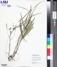 Vernonia texana image