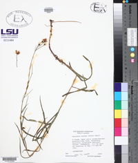 Vernonia texana image