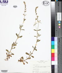 Silene gallica image