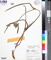 Tradescantia hirsutiflora image