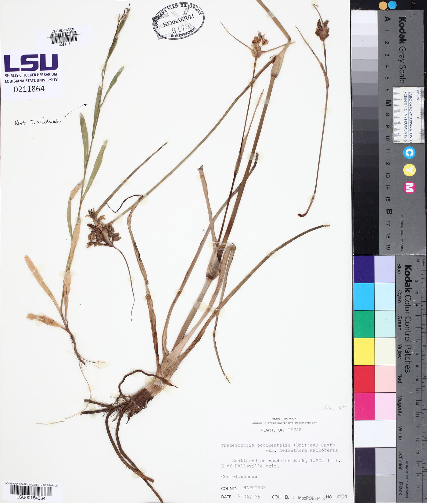 Tradescantia occidentalis var. melanthera image