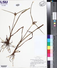 Tradescantia hirsutiflora image