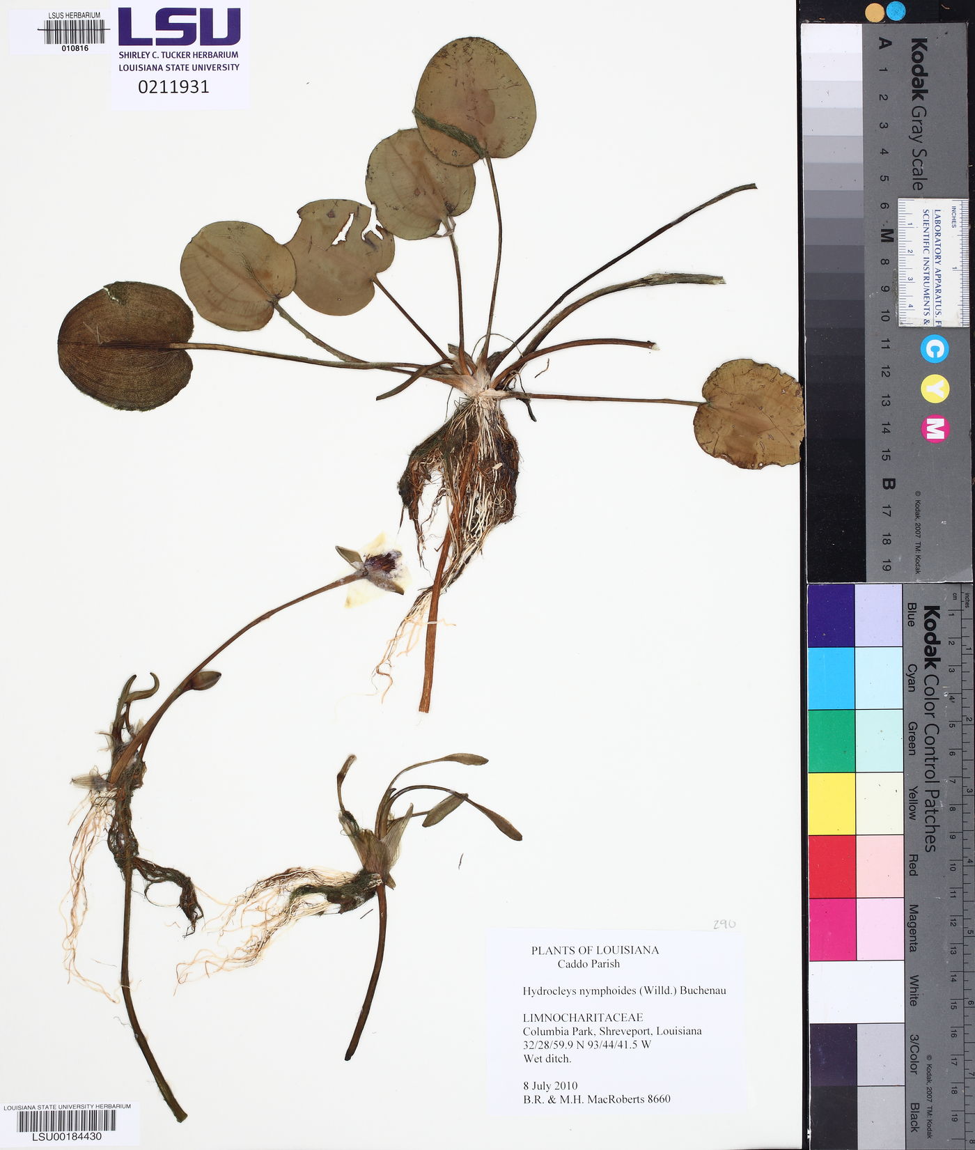 Hydrocleys nymphoides image