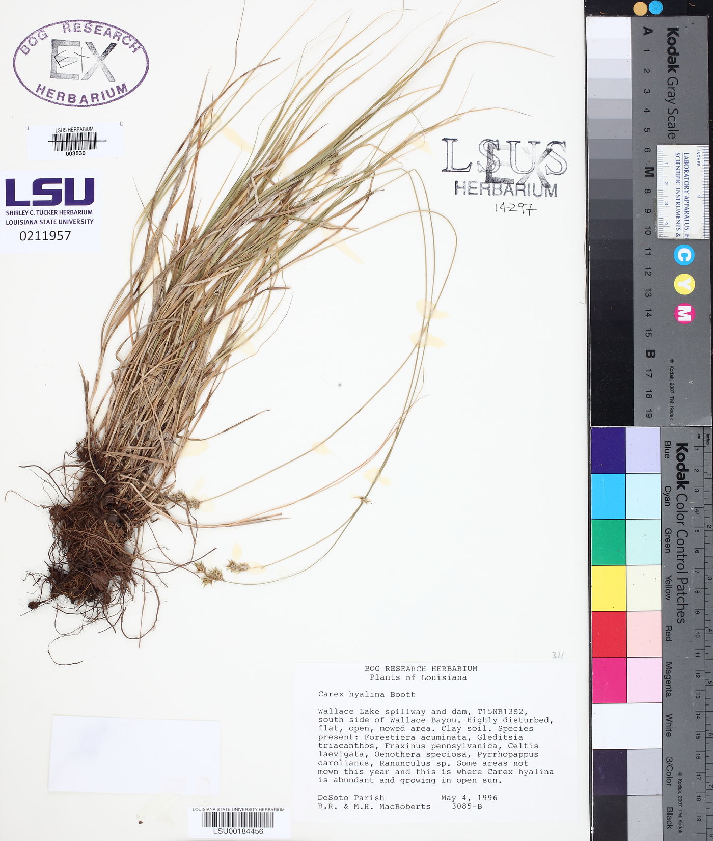 Carex hyalina image