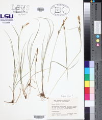 Carex meadii image