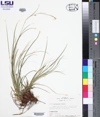 Carex cherokeensis image
