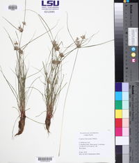 Cyperus flavicomus image