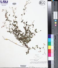 Lespedeza repens image