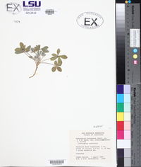 Pediomelum hypogaeum var. subulatum image