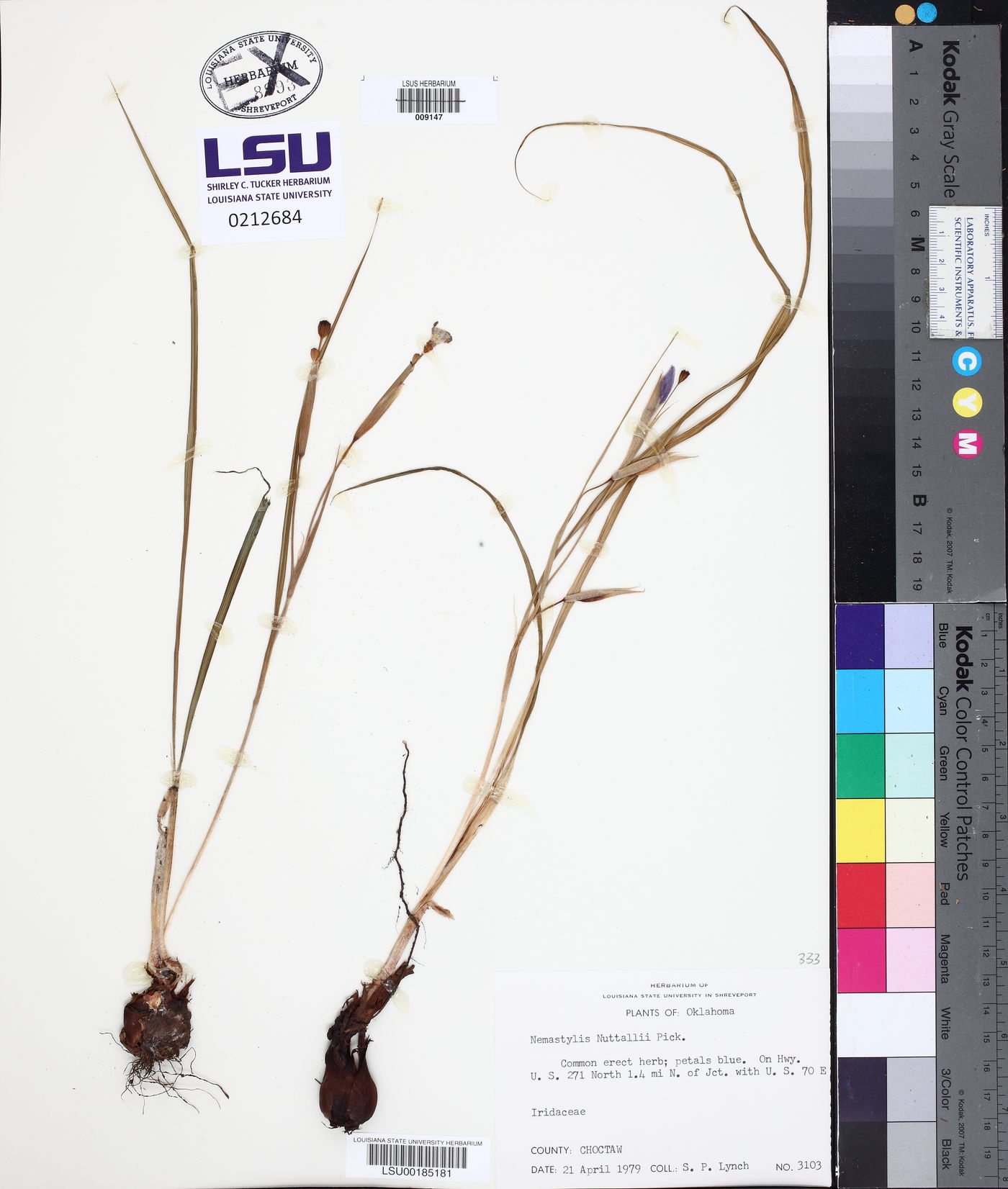 Nemastylis nuttallii image