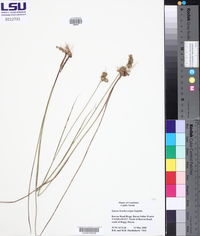 Juncus brachycarpus image