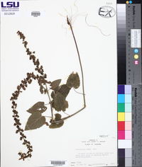 Scutellaria ovata image