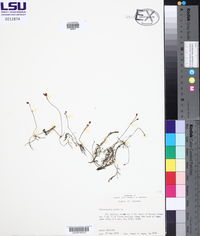 Utricularia gibba image