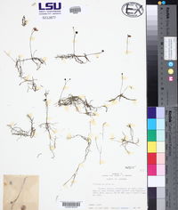 Utricularia gibba image