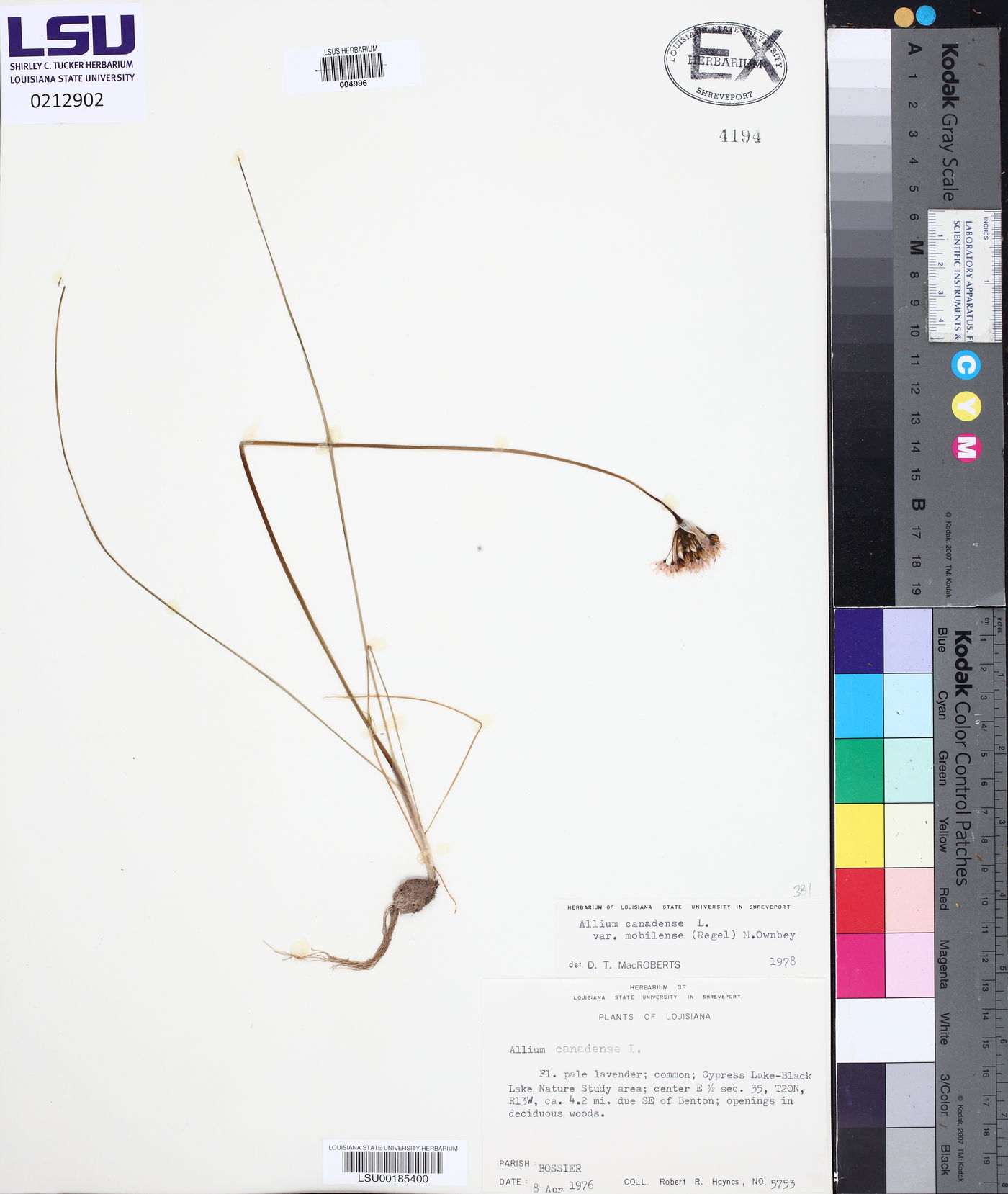 Allium canadense var. mobilense image