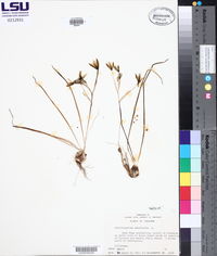 Ornithogalum umbellatum image