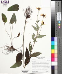 Rudbeckia fulgida image