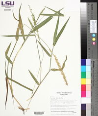 Sacciolepis striata image
