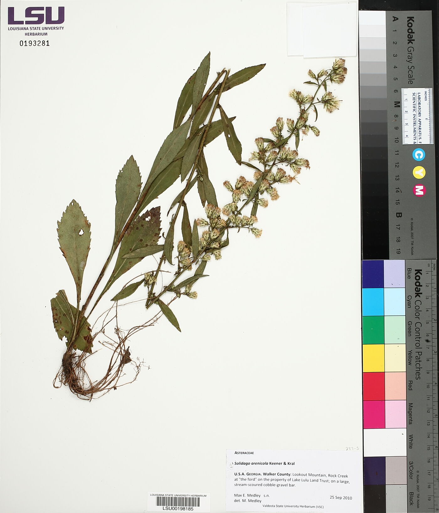 Solidago arenicola image
