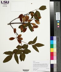 Fraxinus caroliniana image