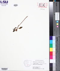 Ophioglossum crotalophoroides image