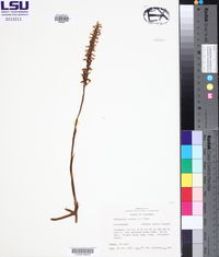 Spiranthes cernua image