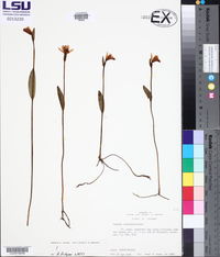 Pogonia ophioglossoides image