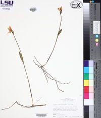 Pogonia ophioglossoides image