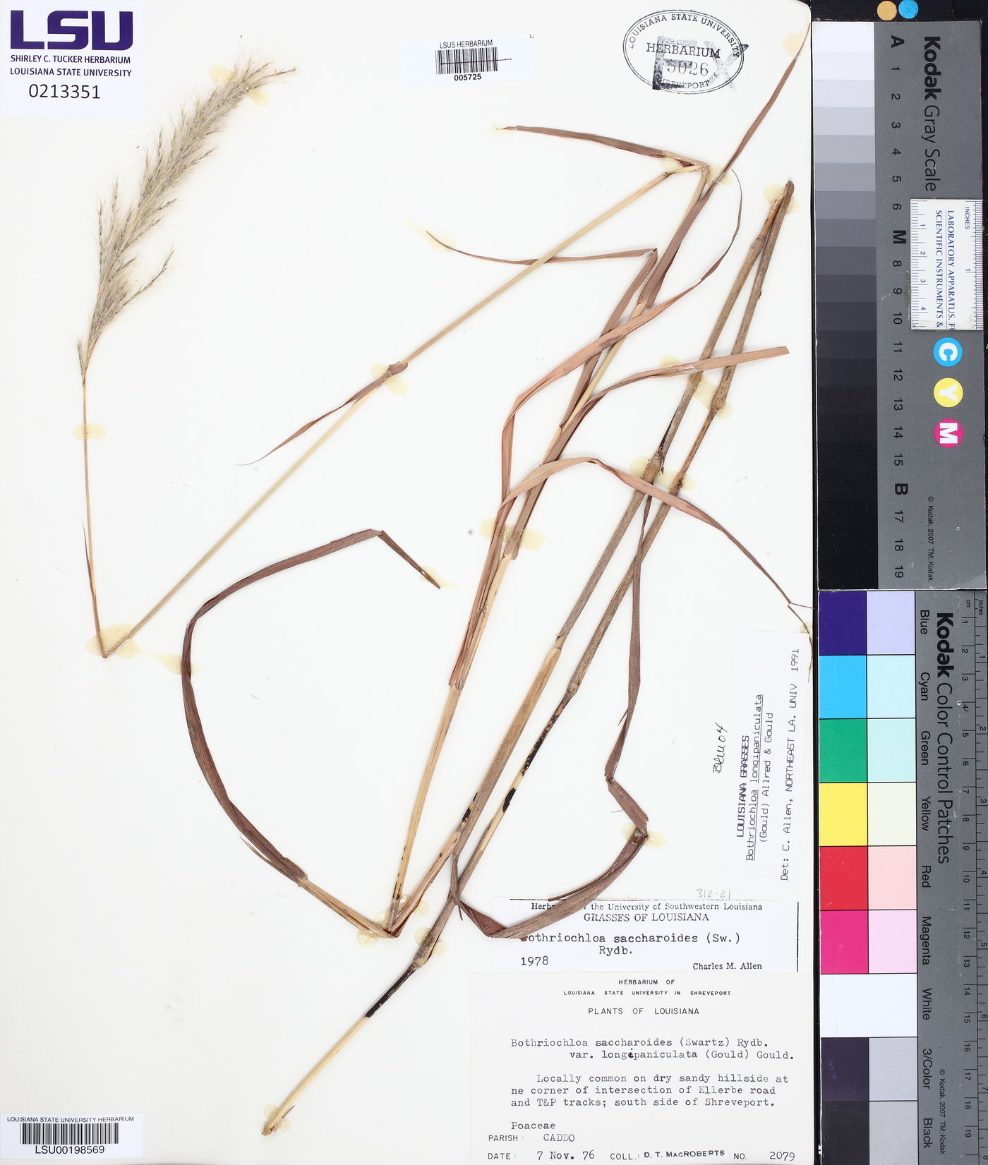 Bothriochloa longipaniculata image